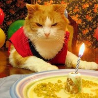 mad-cat-birthday-party-200x200.jpg