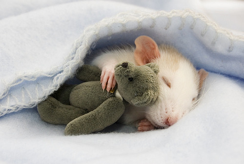mouse+and+bear.jpg
