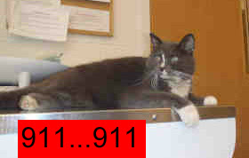 Sam-911.jpg