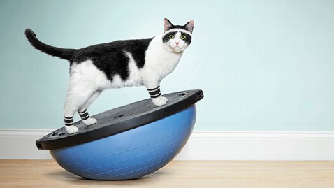 ht_cat_workout_ll_130429_wblog.jpg