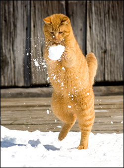 snow-cat-738396.jpg