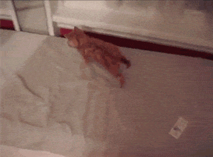 t2SrIU0.gif