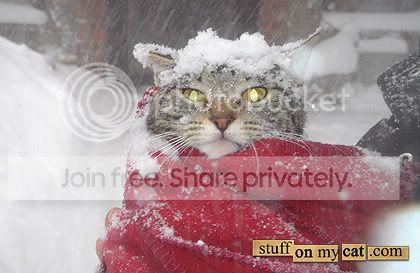 coldcat.jpg