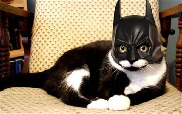 catbat_04.jpg