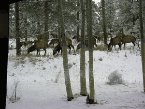 Officeelk