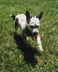 Rileyrun