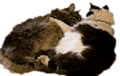 Catsnluv