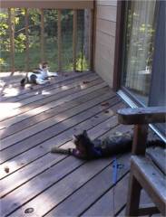 Deckcats