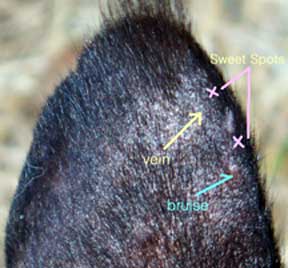 Ear web