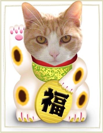 Luckychinesecat