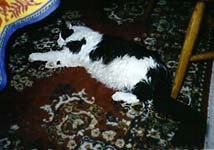 Sickcat2