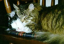 Twocats
