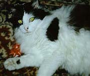 Twocats1